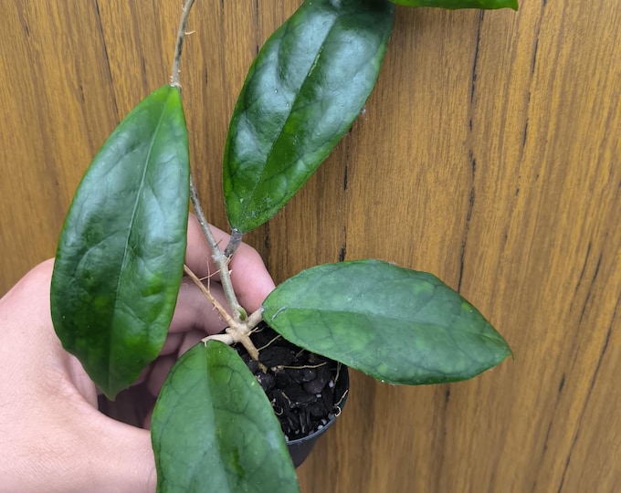Hoya Finlaysonii Lalia