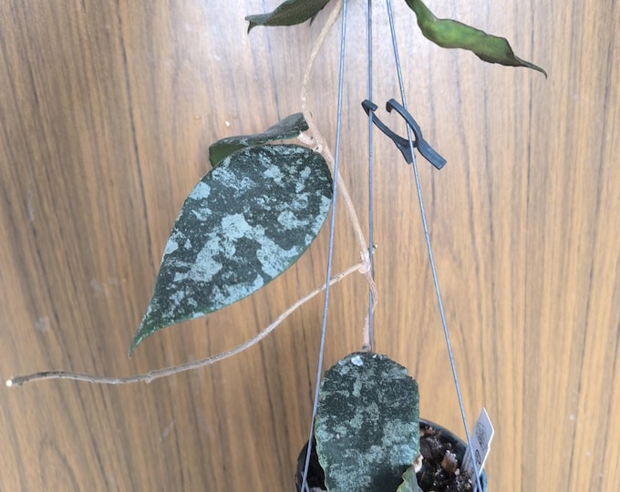 Hoya Caudata Silver