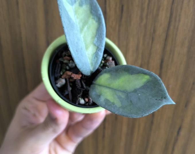 Hoya Carnosa Argentea Princess