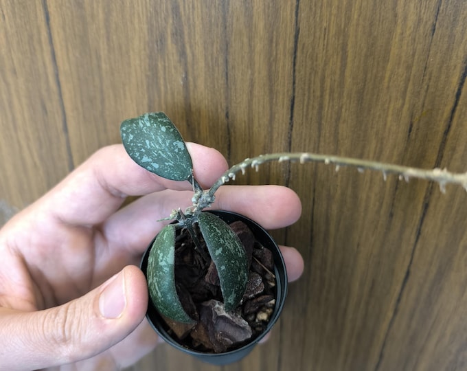 Hoya sigillatis AH 001