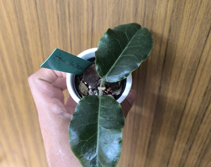 Hoya Versteegii