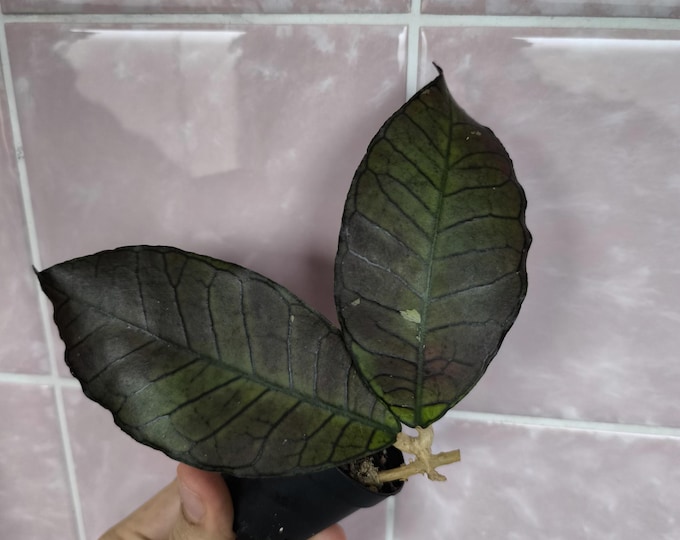 Hoya sylvestris