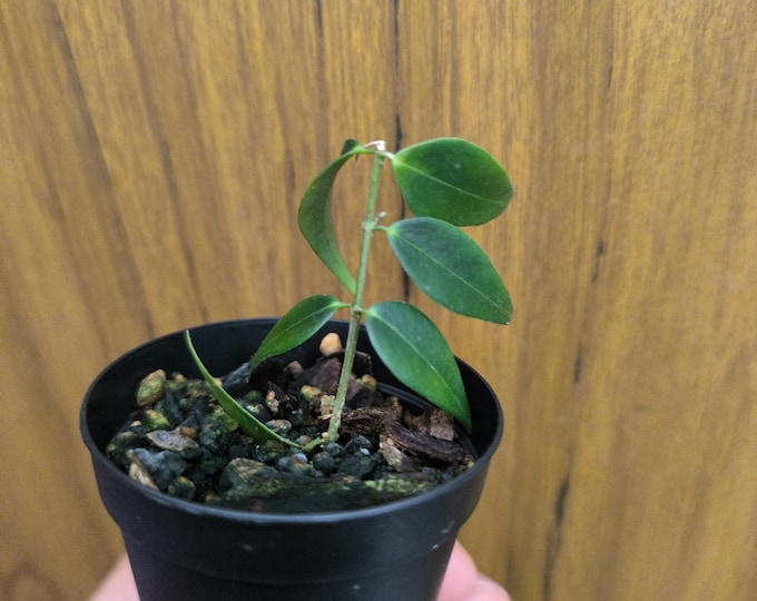Hoya Leucantha