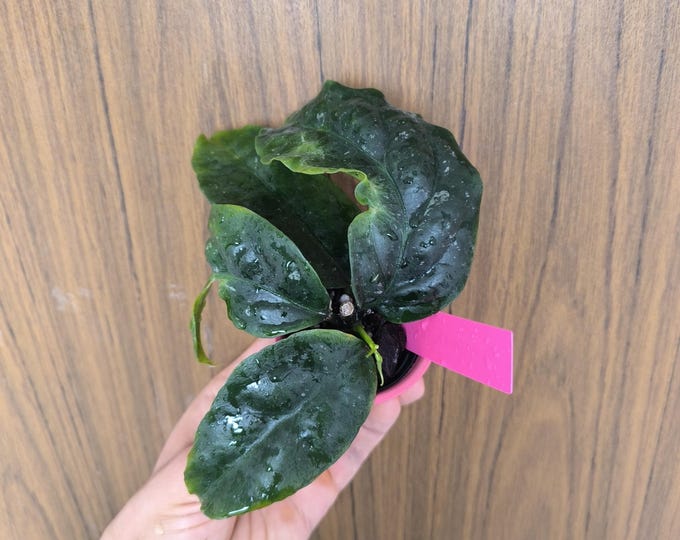 Hoya lasiantha Pink Corona