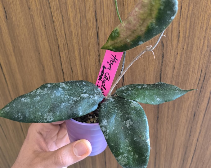 Hoya Caudata Silver
