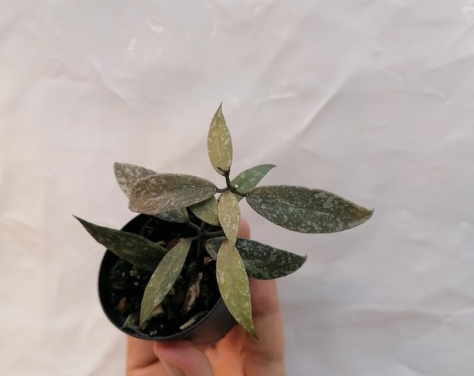 Hoya lacunosa red leaf