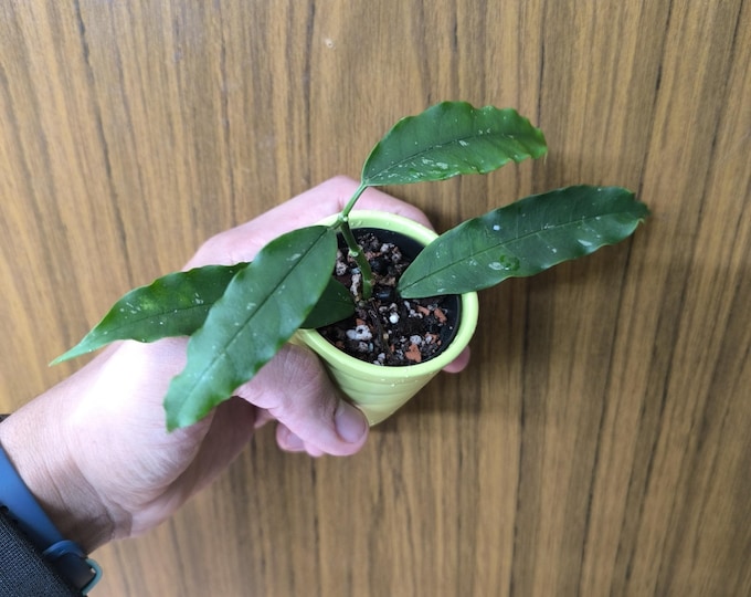 Hoya lockii