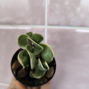 Hoya Carnosa Compacta Albomarginata