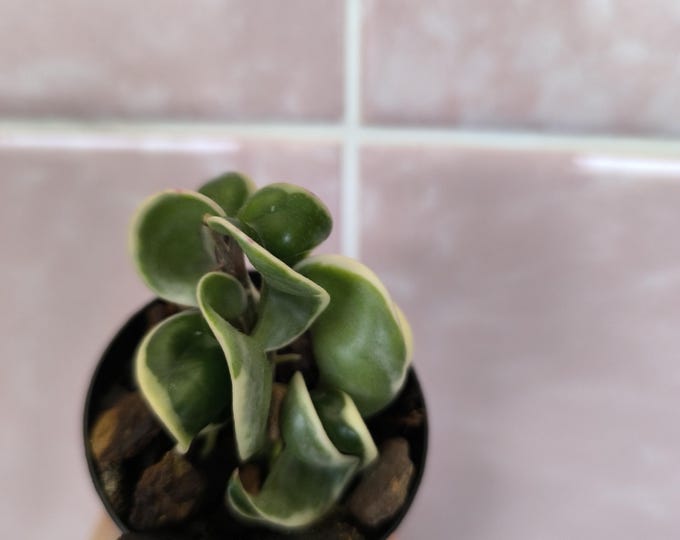 Hoya Carnosa Compacta Albomarginata