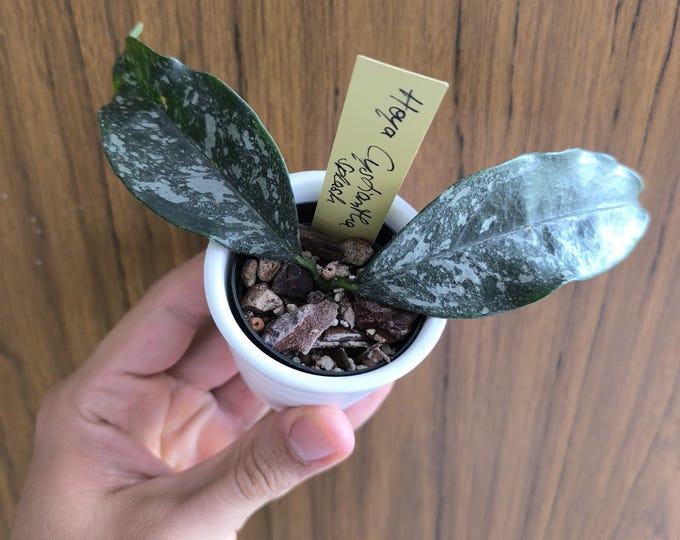 Hoya cystiantha Splash
