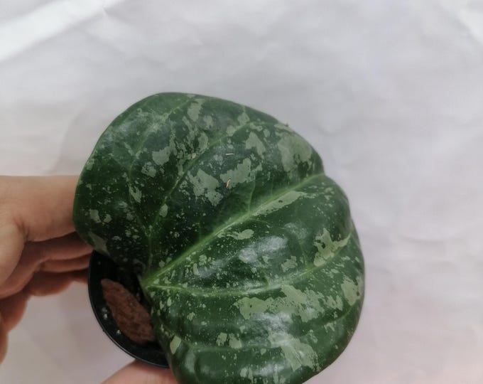 Hoya Macrophylla Snow Queen