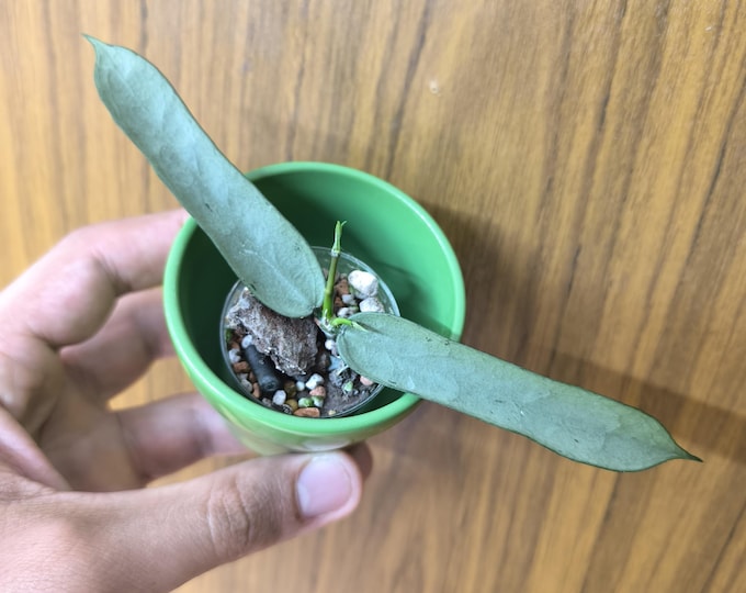 Hoya Pandurata Silver