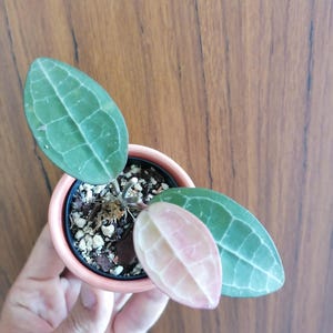 Può includere: Una piccola pianta di Hoya in vaso con due foglie verdi e una foglia rosa. Le foglie presentano un evidente motivo venato. La pianta è in un piccolo vaso di terracotta riempito di terra e piccole pietre. Lo sfondo è una superficie di legno.