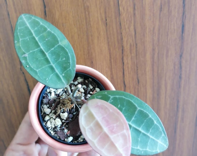Hoya Elliptica