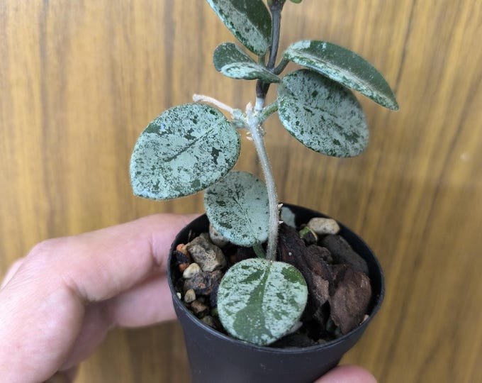 Hoya Mathilde super Splash