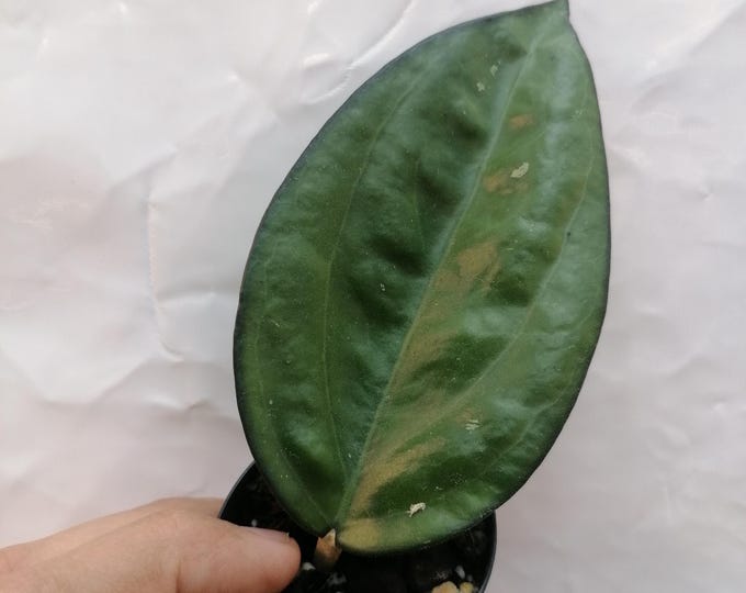 Hoya sylvestris 023