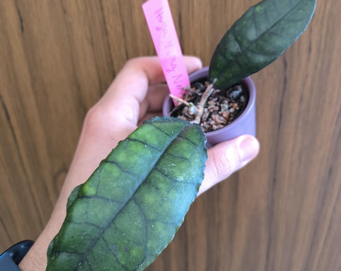 Hoya Nong Nooch IMl 1541