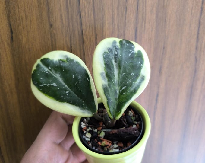 Hoya Obovata Albomarginata