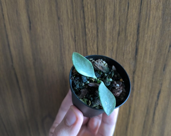 Hoya Nummularioides Silvar