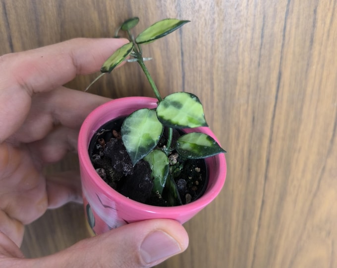 Hoya lacunosa Minara