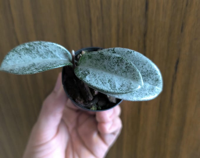 Hoya Carnosa Nova Ghost
