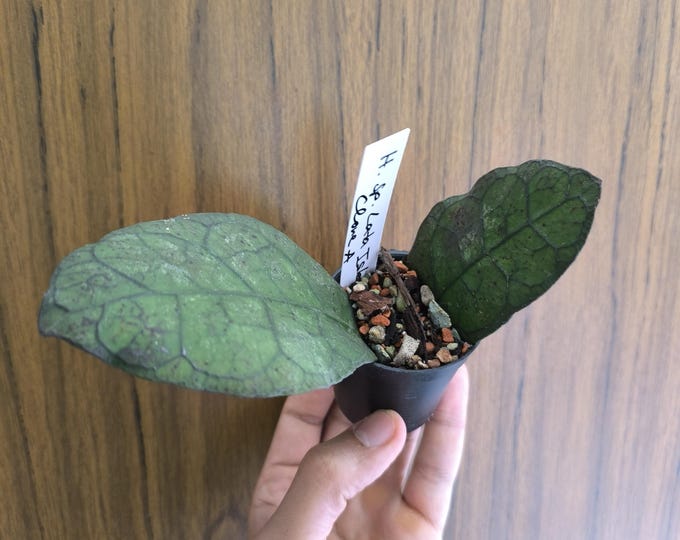 Hoya sp. Lata Iskander Clone A