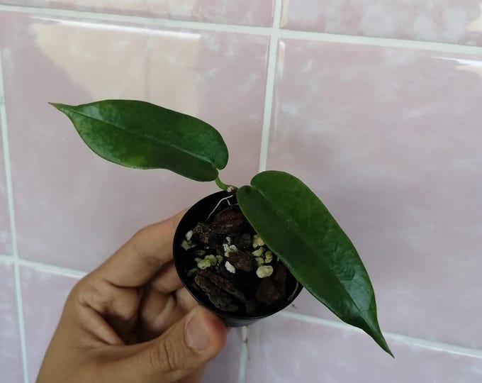 Hoya sylvestris