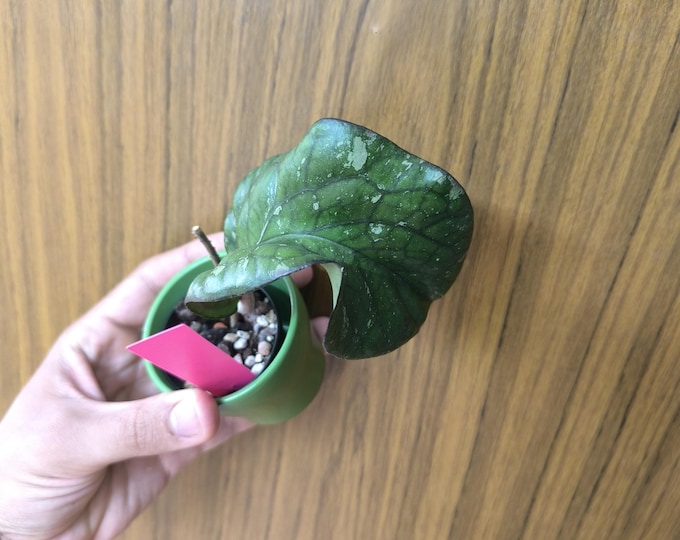 Hoya Pictai AH 027