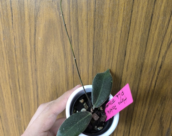 Hoya Patella Pink Flower