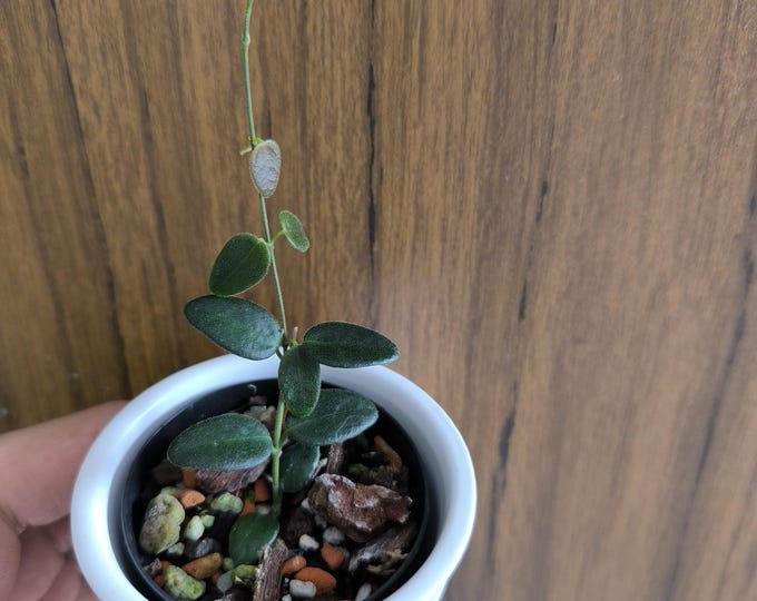 Hoya Pulleana