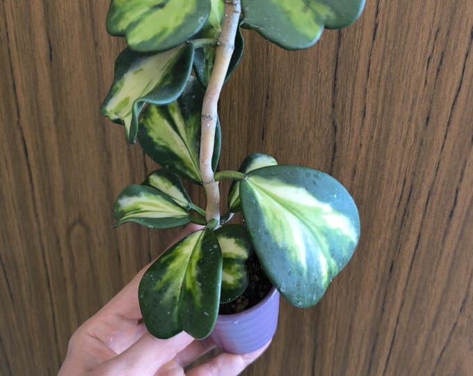 Hoya kerrii New Moon