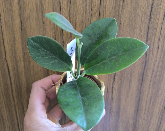 Hoya Magnifica
