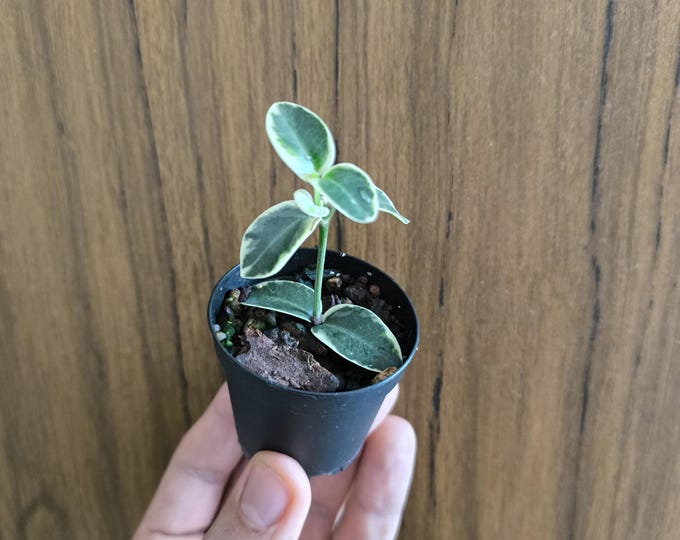 Hoya Cumingiana Albomarginata