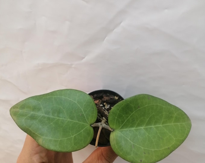 Hoya Glabra Borneo