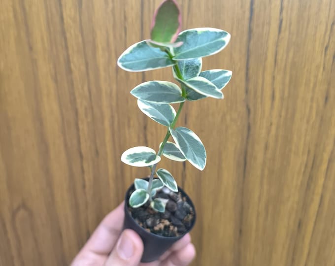 Hoya Cumingiana Albomarginata