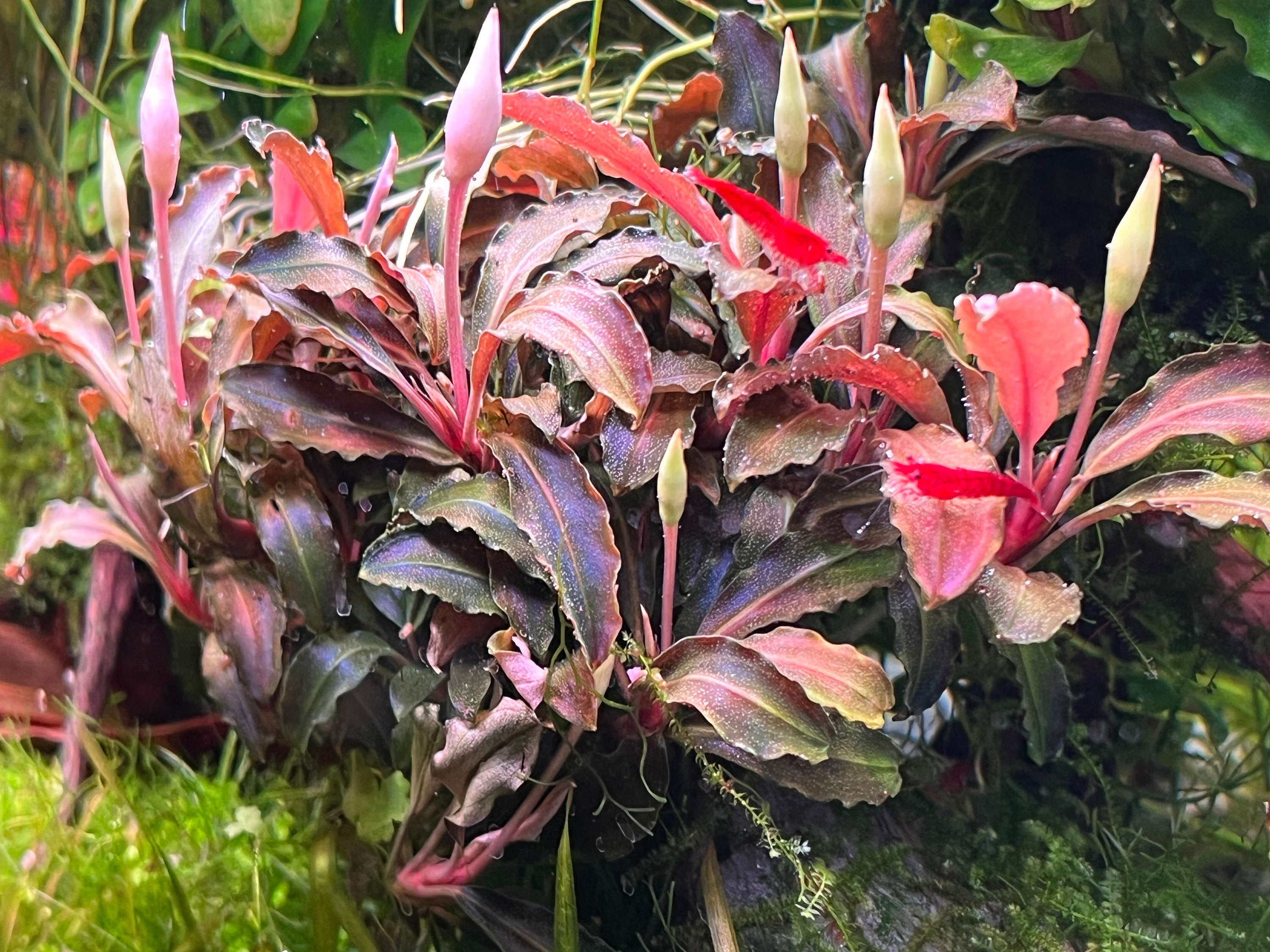 Bucephalandra sp.brownie Ghost west kali