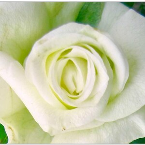 Grußkarte Classic White Rose