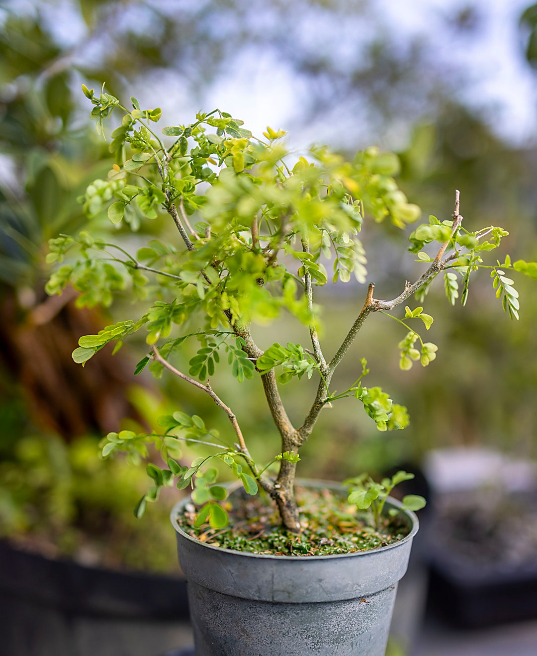 Brazilian Rain Tree Prebonsai, pithecellobium Tortum in a 4 or 6 Inch