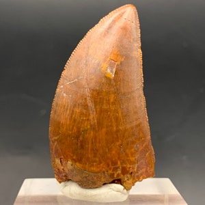natural dinosaur tooth Carcharodontosaurus Morocco fossil dinosaur FMG fossils