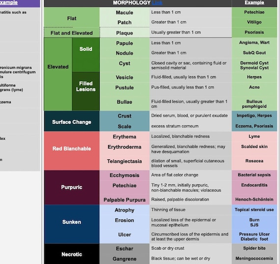 Dermatology Rash/lesion Description Made Easy for Pas Nps Etsy