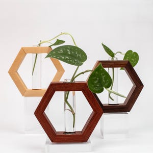 May include: Three hexagonal wooden frames in light, medium, and dark brown tones, each holding a clear glass test tube vase. A green and silver variegated pothos plant cutting is placed inside each glass tube, creating a set of plant propagation stations.