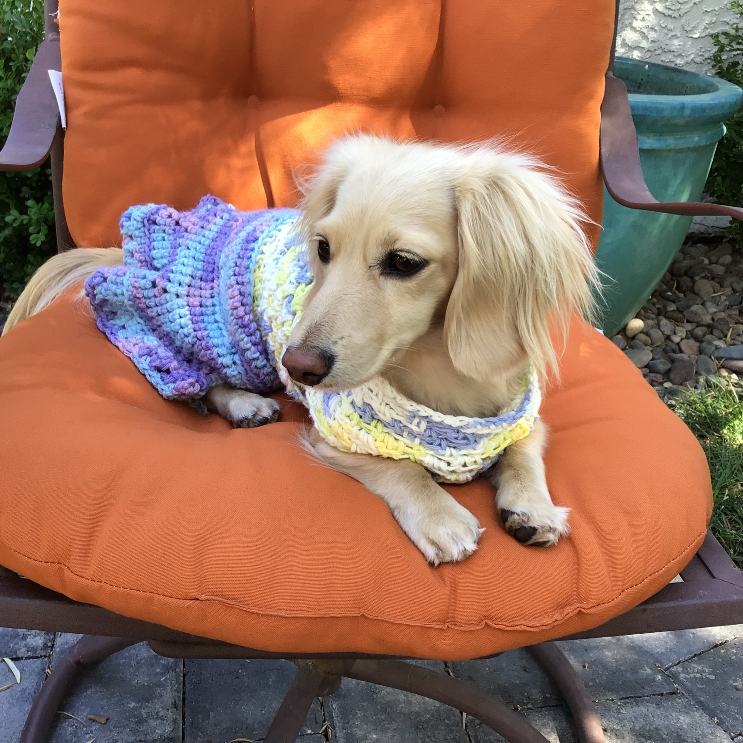 Super Cute Customizable Dog Dress/sweater for Small Dogs Etsy