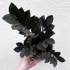 Black Raven ZZ rare plant cutting, Live Plant