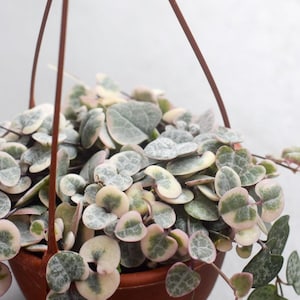 Variegated String of Hearts Cutting