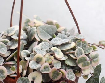 Variegated String of Hearts Cutting