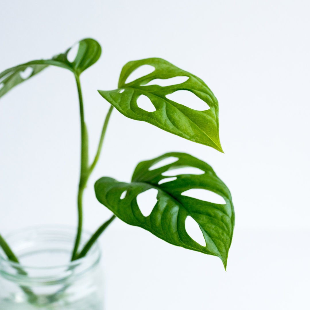 Monstera Adansonii Cutting Swiss Cheese Vine FREE Shipping Etsy Canada