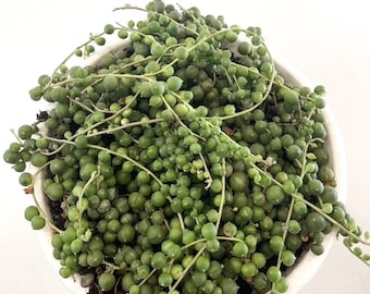 String of Pearls Cutting