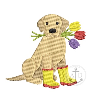 May include: A yellow Labrador Retriever dog wearing yellow rain boots and holding a bouquet of purple, red, and yellow tulips.