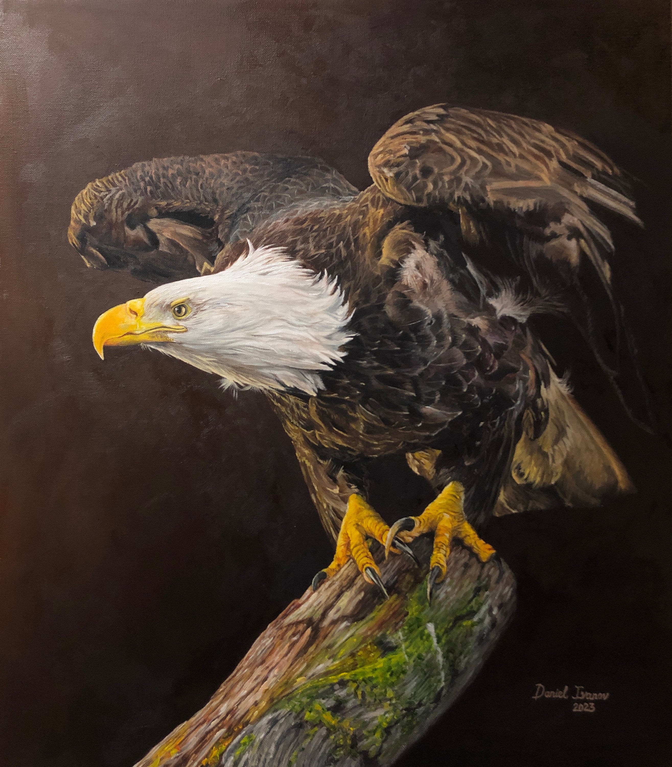 Bald Eagle Painting by Number Painting Kit by Numbers Acrylic