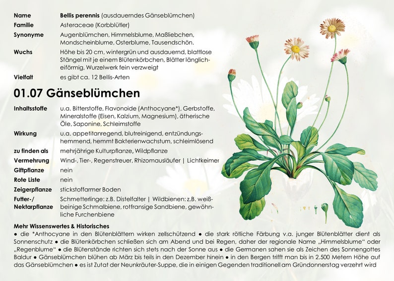 Karten Set 1 Wildkräuter Heilpflanzen Botanica Wildpflanzen Heilkräuter Hausmittel Sammeln Bild 4